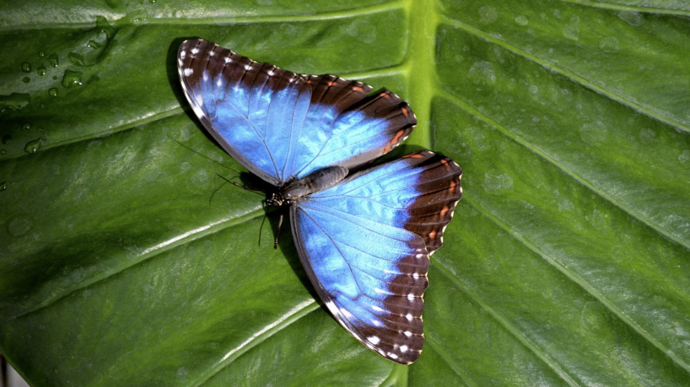 Natural History Blue Morpho in Portsmouth